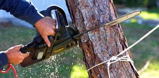 How Our Tree Care Process Works  in  Rohnert Park, CA