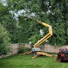 Best Sod Installation  in Rohnert Park, CA