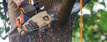 Best Hazardous Tree Removal  in Rohnert Park, CA