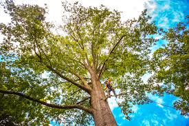 Best Emergency Tree Removal  in Rohnert Park, CA