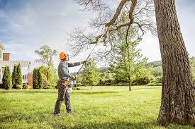 Best Seasonal Cleanup (Spring/Fall)  in Rohnert Park, CA