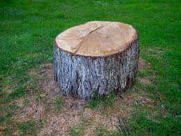 Best Firewood Processing and Delivery  in Rohnert Park, CA