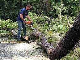 Best Root Management and Removal  in Rohnert Park, CA