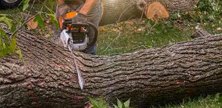 Best Lawn Maintenance Plans  in Rohnert Park, CA