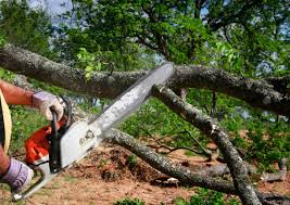 Best Tree Health Inspection  in Rohnert Park, CA