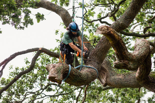 Best Tree Mulching  in Rohnert Park, CA