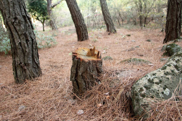 Best Tree Removal  in Rohnert Park, CA