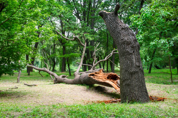 Best Tree Disease Treatment  in Rohnert Park, CA