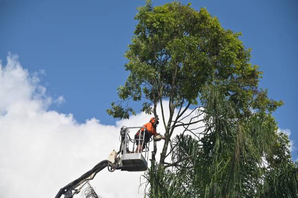 Best Lawn Watering Services  in Rohnert Park, CA