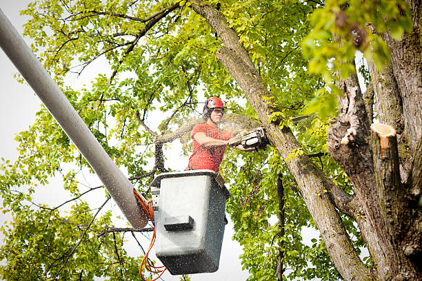 Best Tree Risk Assessment  in Rohnert Park, CA
