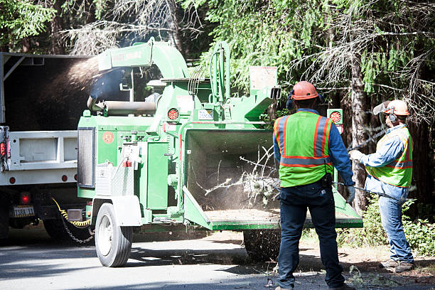 Professional Tree Care in Rohnert Park, CA