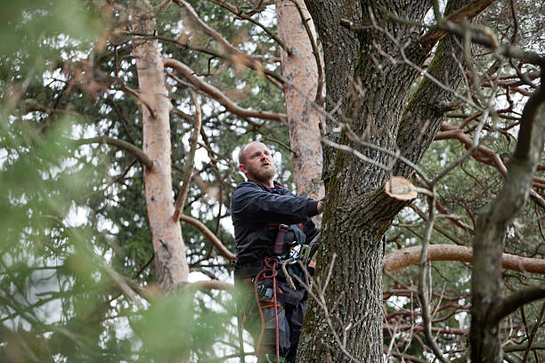  Rohnert Park, CA Tree Care Pros