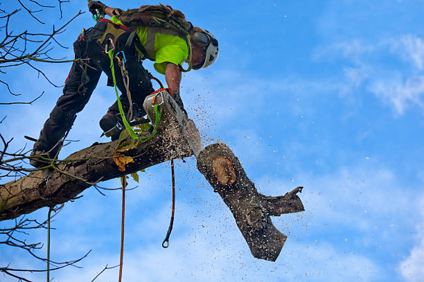 Best Stump Grinding and Removal  in Rohnert Park, CA