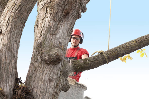 Best Storm Damage Tree Cleanup  in Rohnert Park, CA